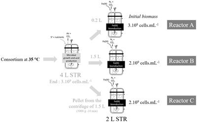 Fe(III) bioreduction kinetics in anaerobic batch and continuous stirred tank reactors with acidophilic bacteria relevant for bioleaching of limonitic laterites